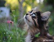 “3·15”起底宠物用品乱象谁在收割铲屎官的焦虑？