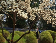 北京：国家植物园春色美!