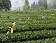 2026年涪陵区茶叶采摘（村采）大赛开赛